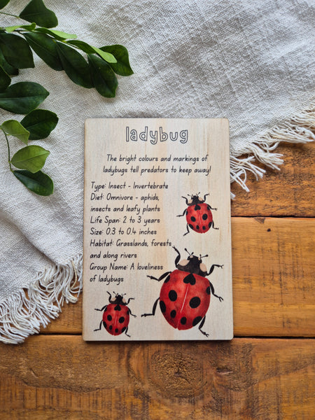 Ladybug - Info Card