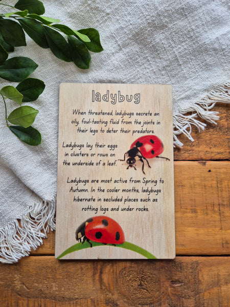 Ladybug - Info Card
