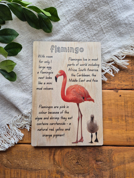 Flamingo - Info Card