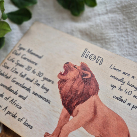 Lion - Info Card