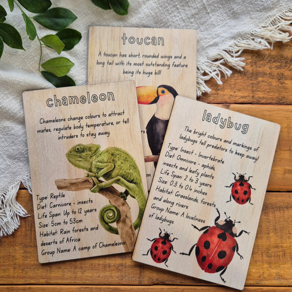 Toucan - Info Card
