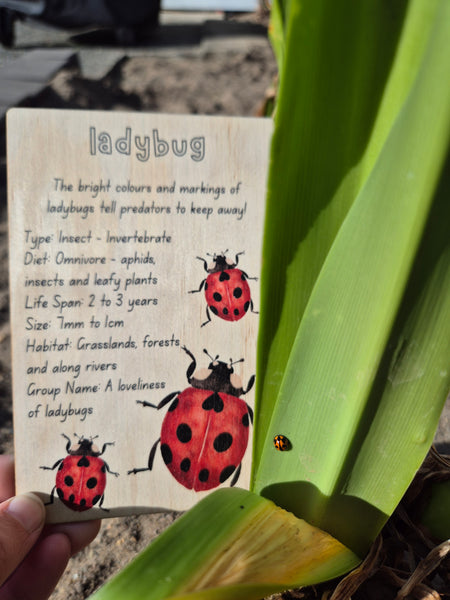 Ladybug - Info Card