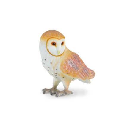 Barn Owl