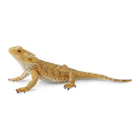 Bearded Dragon