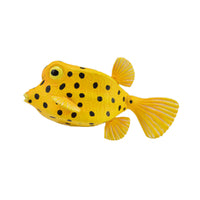 Box Fish