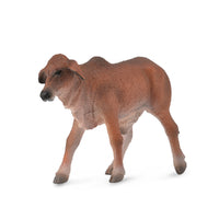 Brahman Calf Red