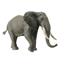 African Elephant