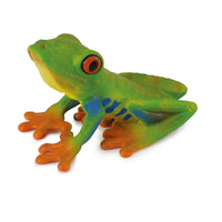 Red Eyed Tree Frog