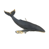 Humpback Whale