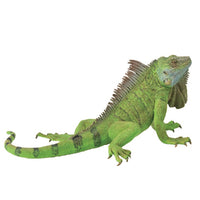 Iguana