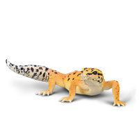 Leopard Gecko