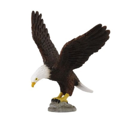 American Bald Eagle