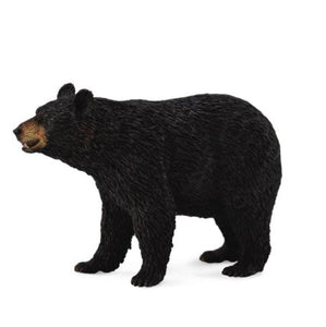 American Black Bear