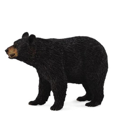 American Black Bear