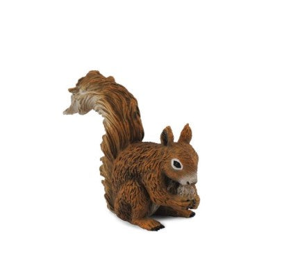 Red Squirrel